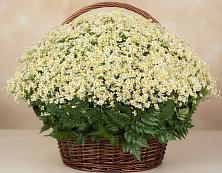Цветочная композиция из Ромашки в корзине #REPLACE_PRED# Воротынске